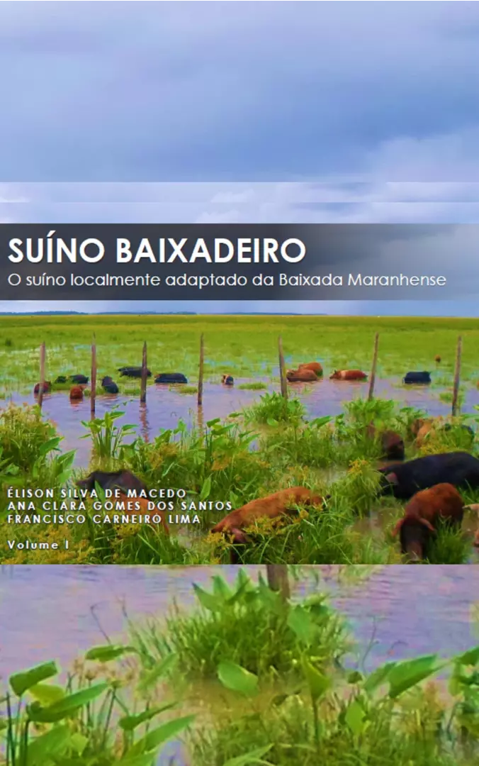 Suíno Baixadeiro: o suíno localmente adaptado da Baixada Maranhense